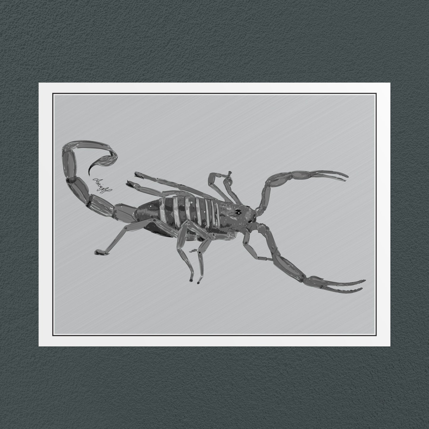 Line Art Insects - Bark Scorpion Art Print, available in 19 sizes