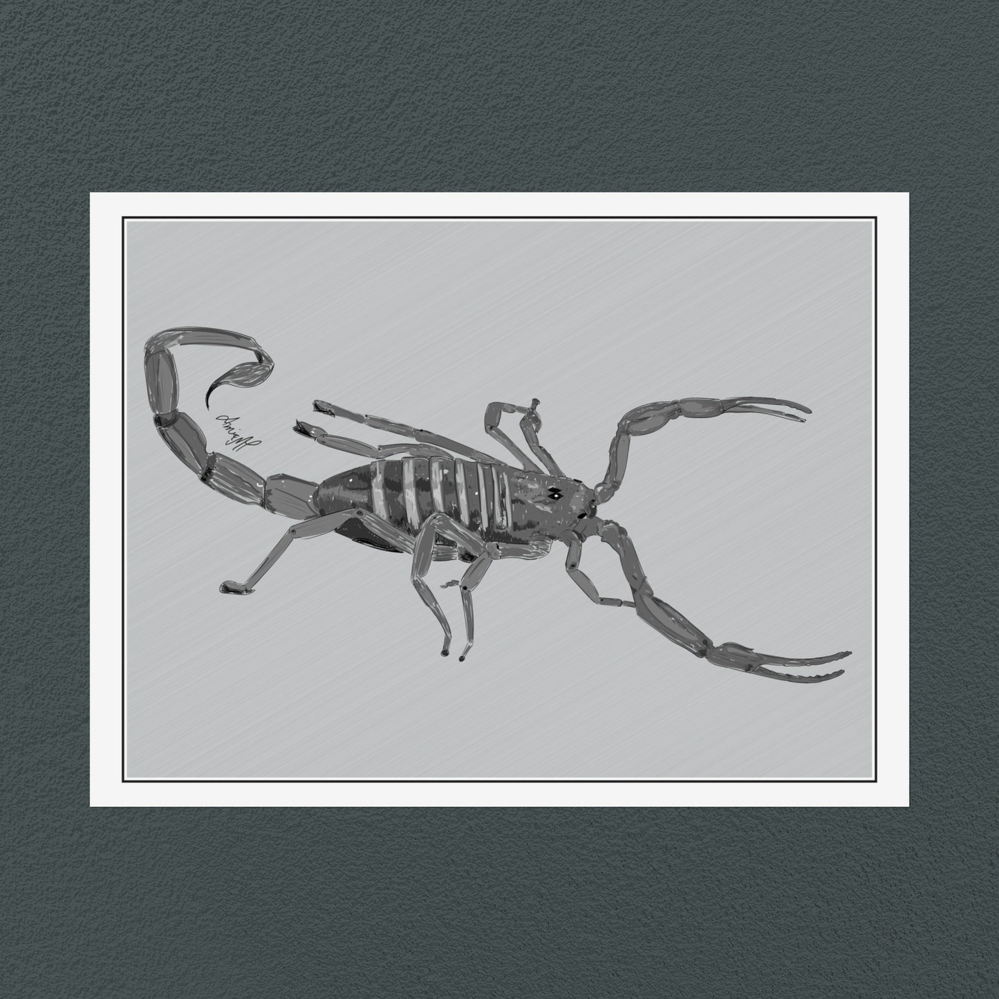 Line Art Insects - Bark Scorpion Art Print, available in 19 sizes