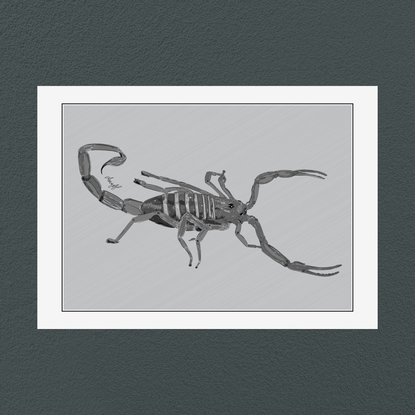 Line Art Insects - Bark Scorpion Art Print, available in 19 sizes