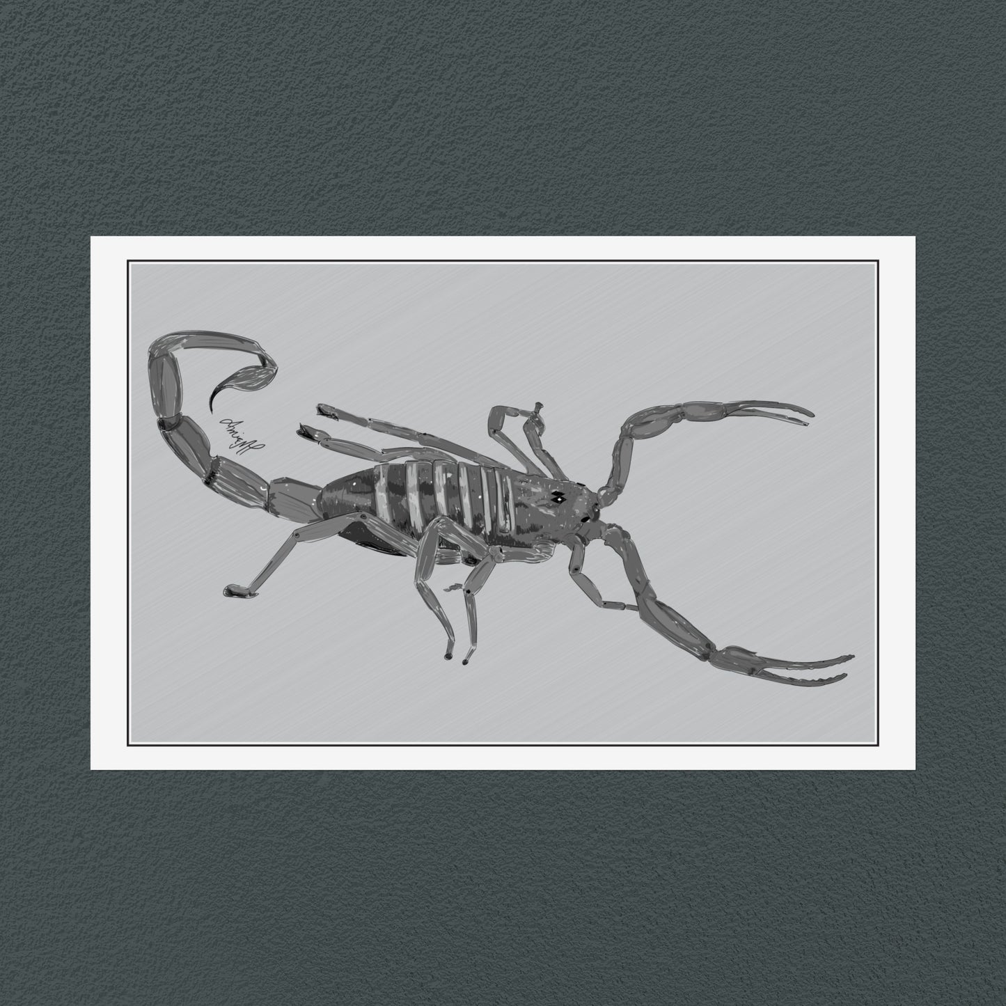 Line Art Insects - Bark Scorpion Art Print, available in 19 sizes